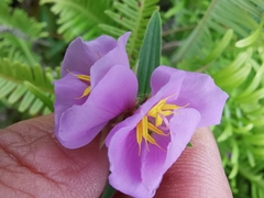 Osbeckia chinensis