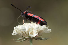 Zygaena cuvieri