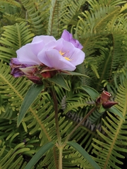Osbeckia chinensis