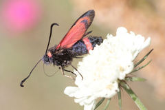 Zygaena cuvieri