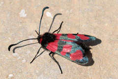 Zygaena cuvieri