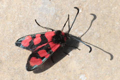 Zygaena cuvieri