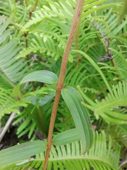 Osbeckia chinensis