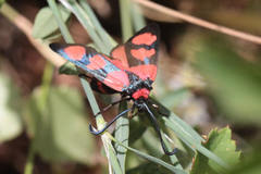 Zygaena cuvieri