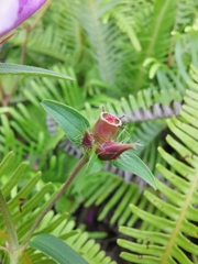 Osbeckia chinensis
