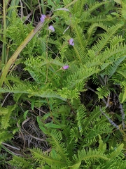 Osbeckia chinensis