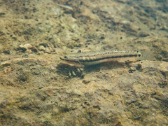 Stiphodon