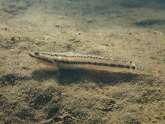 Stiphodon