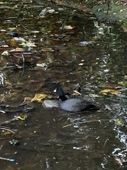 Fulica atra