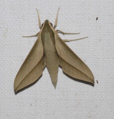 Theretra queenslandi