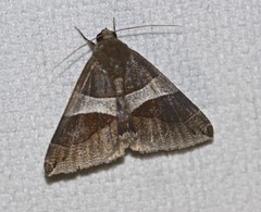 Dysgonia constricta