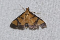 Metallarcha achoeusalis