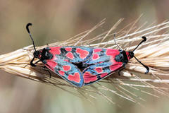 Zygaena haberhaueri