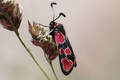 Zygaena haberhaueri