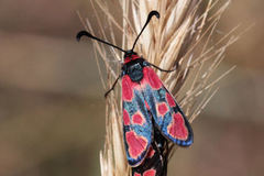Zygaena haberhaueri