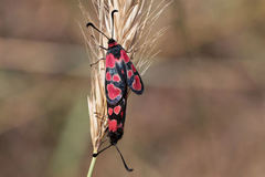 Zygaena haberhaueri