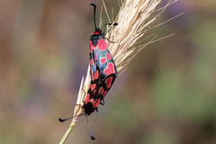 Zygaena haberhaueri