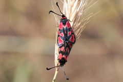 Zygaena haberhaueri