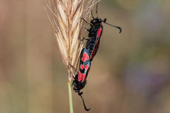 Zygaena haberhaueri