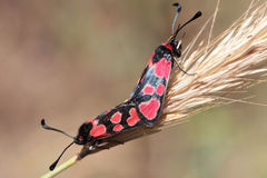 Zygaena haberhaueri