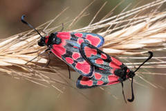 Zygaena haberhaueri