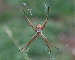 Argiope magnifica