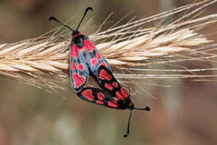 Zygaena haberhaueri