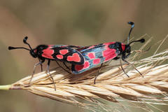 Zygaena haberhaueri