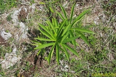 Helleborus cyclophyllus