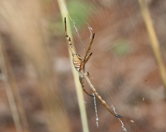 Argiope magnifica