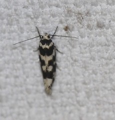 Lichenaula melanoleuca