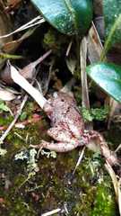 Pristimantis elegans