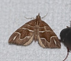 Chaetolopha leucophragma