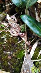 Pristimantis elegans