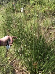 Xyris platylepis