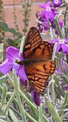 Dione glycera