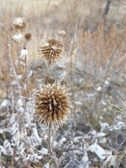 Echinops latifolius