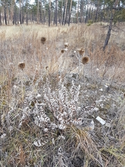 Echinops latifolius