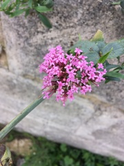 Centranthus ruber