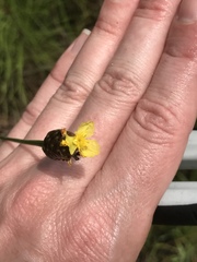 Xyris platylepis