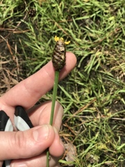 Xyris platylepis