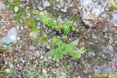Hypericum empetrifolium