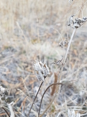 Astragalus suffruticosus