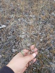 Astragalus suffruticosus