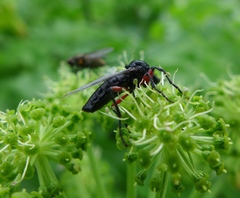 Bibio pomonae