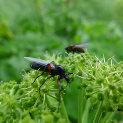 Bibio pomonae