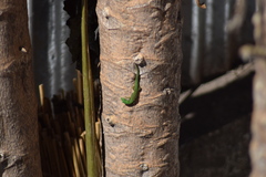 Phelsuma lineata