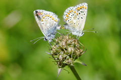 Aricia artaxerxes allous