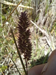 Tribolium hispidum