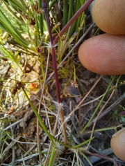 Tribolium hispidum